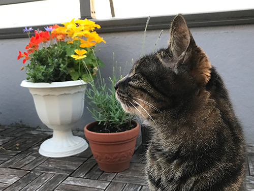 フォトジェニック