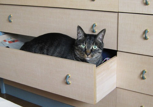 引き出しネコ