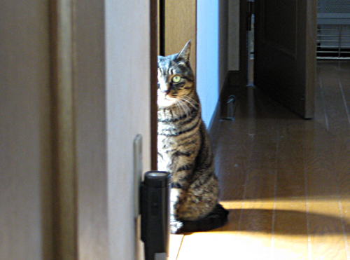 家政婦は見た！