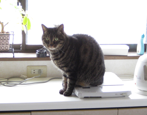 ゴンon the IHヒーター