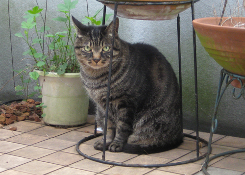 ピラミッドパワー