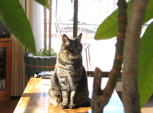 ニャラシック・パーク