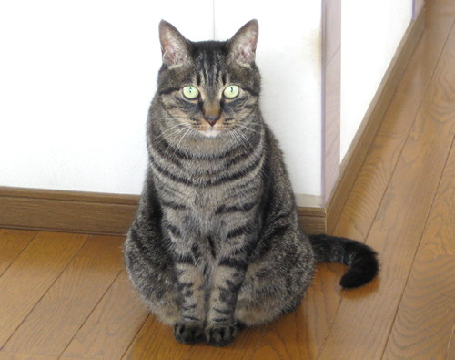 ファットエプロン