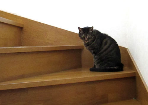 ネコのかいだん