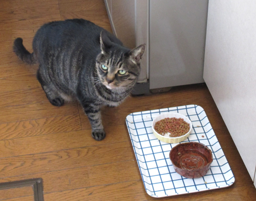 またこれ〜っ！