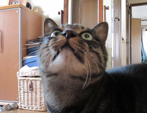 カワウソ？オットセイ？