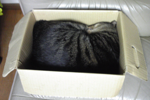 サバネコヤマトの宅急便