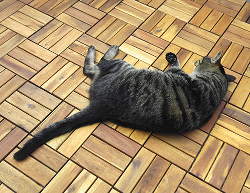 背中ズリズリの儀