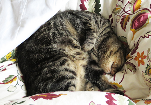 カムフラージュ