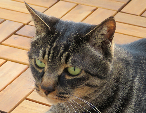 PowerShotデビュー