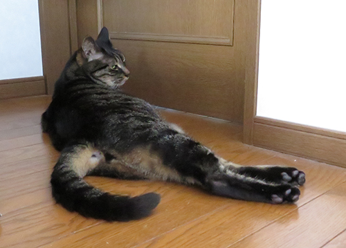 セクシーショット