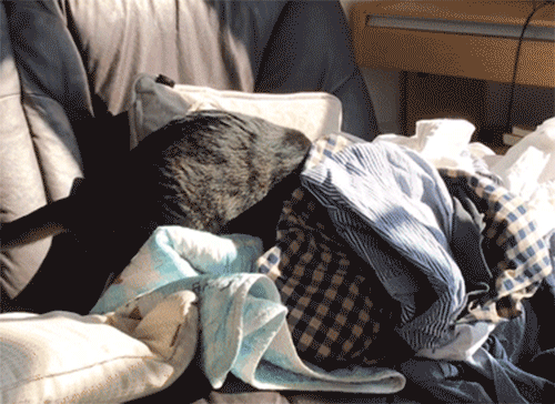 洗濯山のたぬきさん