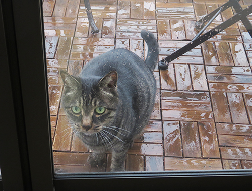 まるで捨て猫みたい♪〜