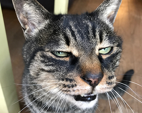 iPhoneゴンの最初の1枚