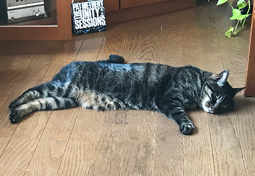 パットメセニーと猫