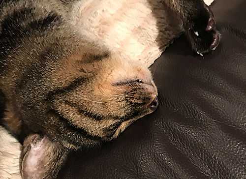 アクロバティック睡眠グ