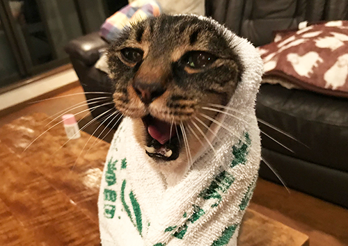 ニャンクの叫び