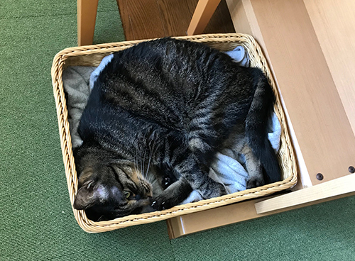 ねこの詰め合わせ