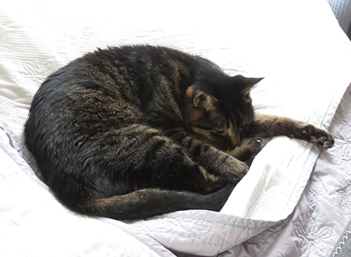 ばあちゃんの部屋