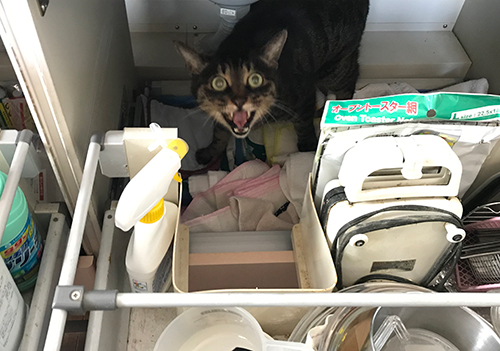 おがぁじゃ〜ん