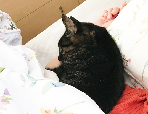 ちゃっぷいちゃっぷい