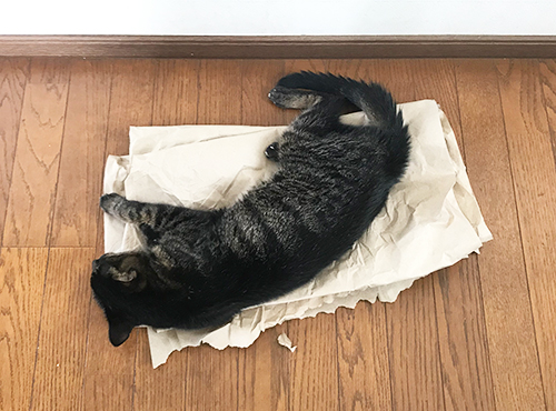 あこがれの野良猫生活