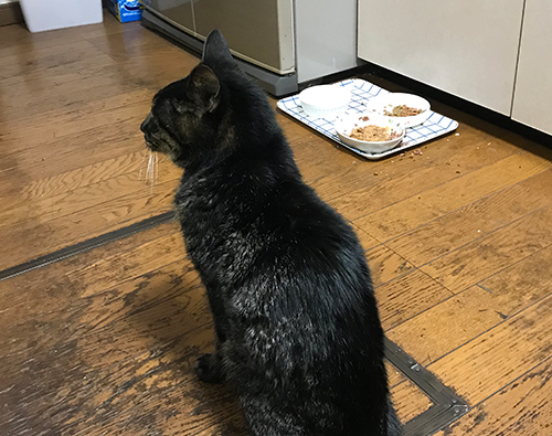 ハンガーストライキ