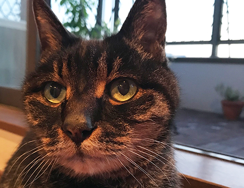 たそがれ権兵衛