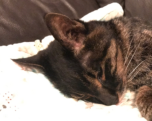 目があいている！