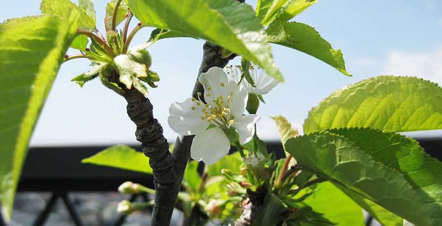ベランダ桜