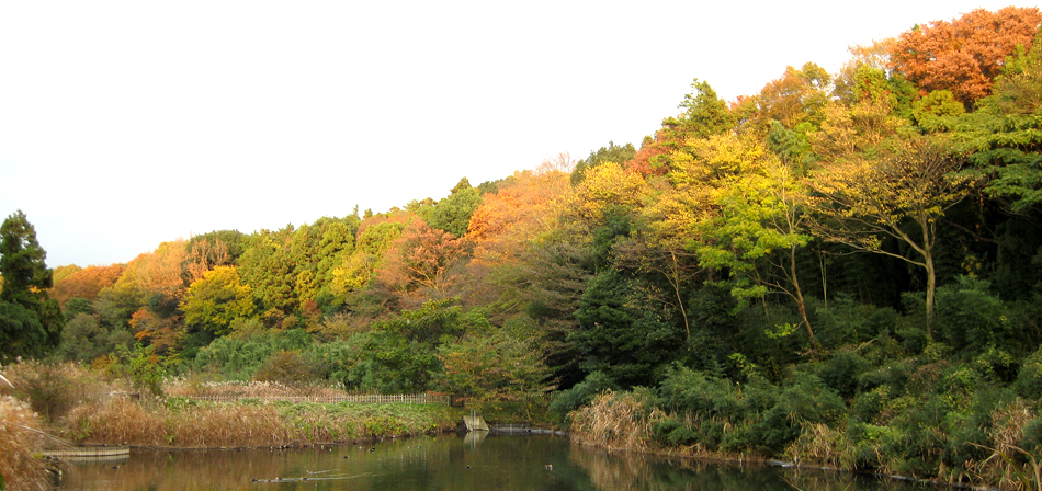 茅ヶ崎里山公園