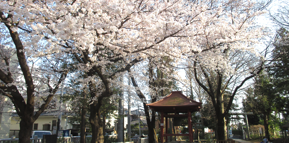 子安神社の桜