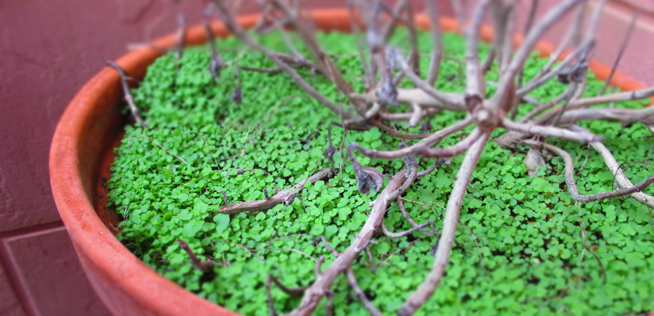 スモールワールド