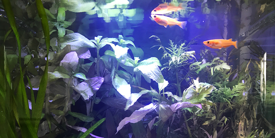 メダカが来た！