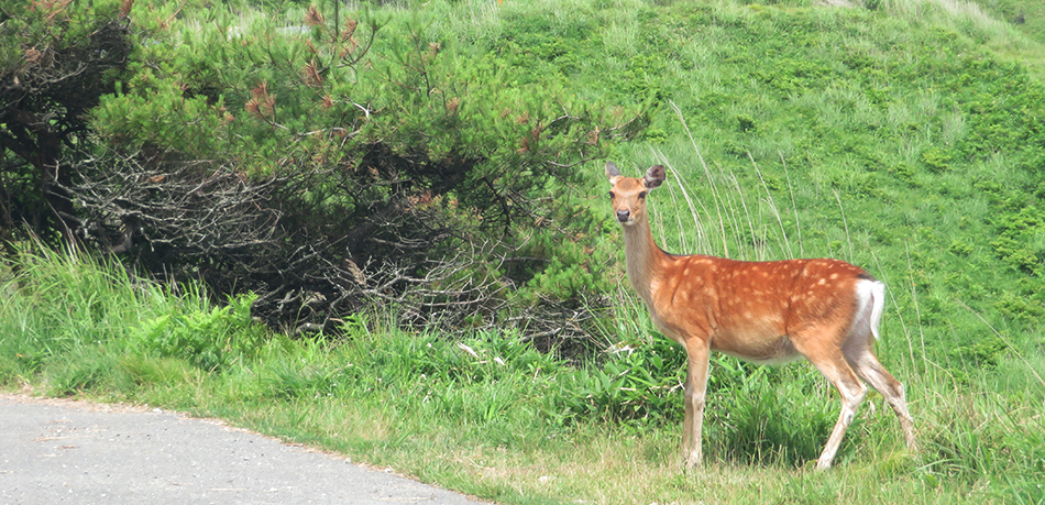 鉢伏山の鹿