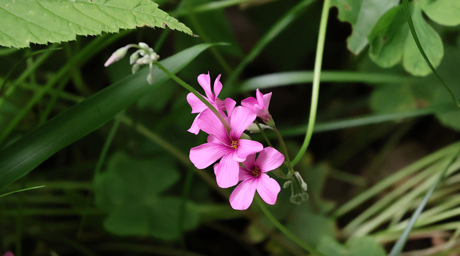 谷戸山公園の花