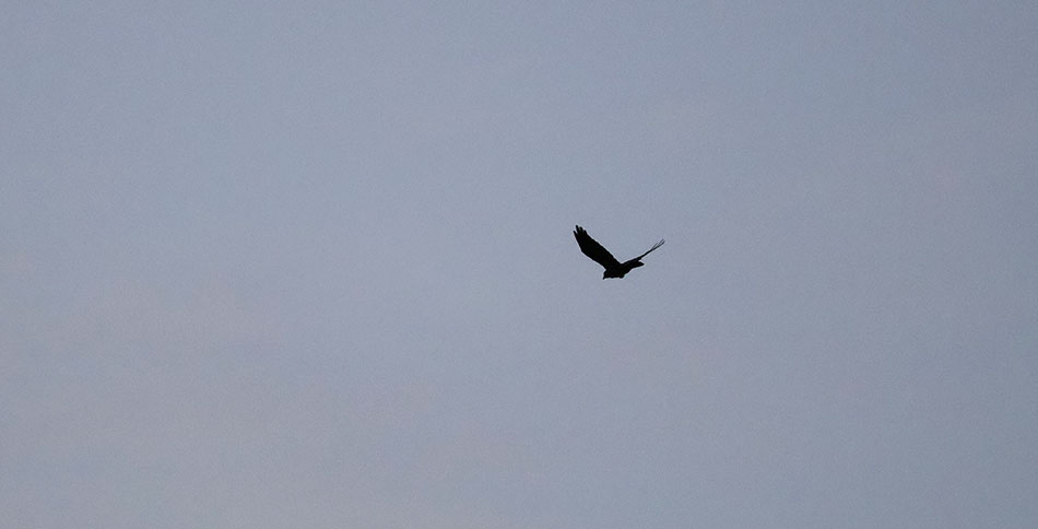 望遠撮影の練習