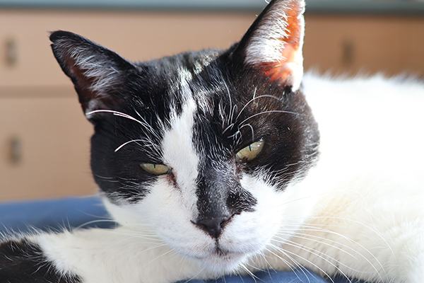 スッキリワニ目